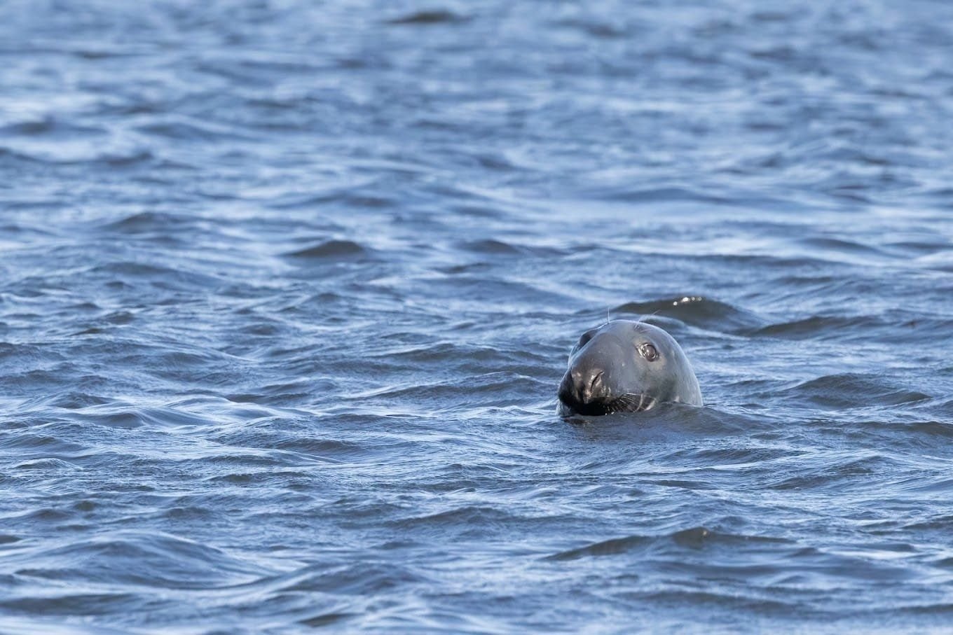 Phoca Tours